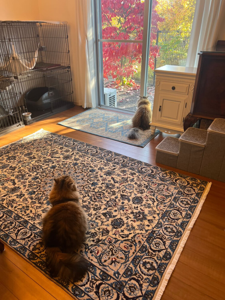 リビング　絨毯③