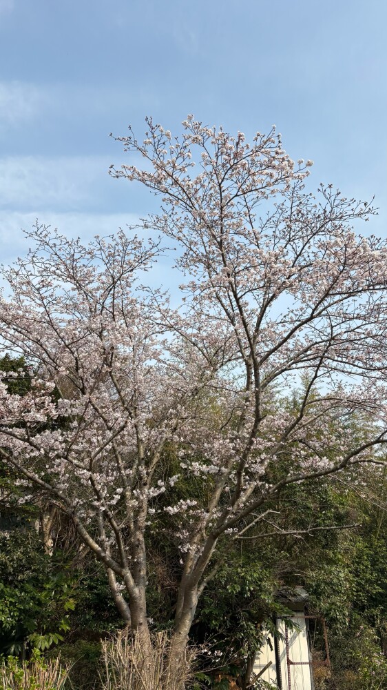 🌸慰安行事🌸