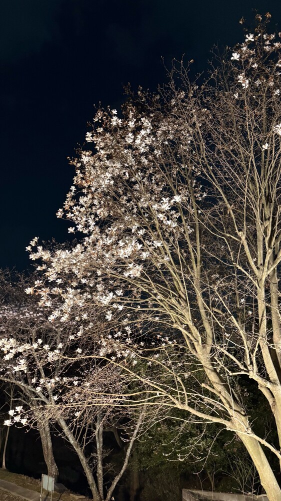 🌸慰安行事🌸