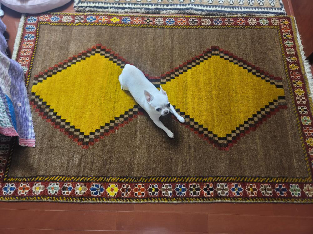 犬と絨毯②
