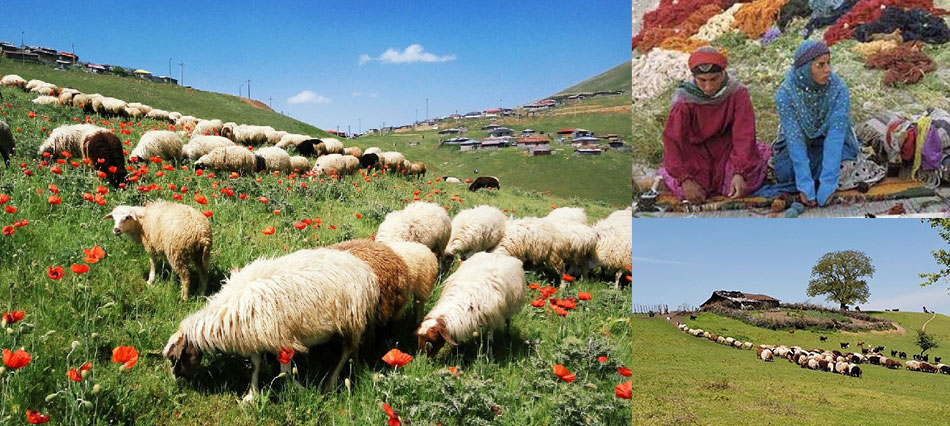 イランの草原の羊